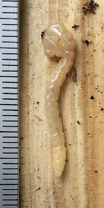 Melobasis ordinata, SID7245, larva, dorsal view, SE, photo by Bryan Haywood